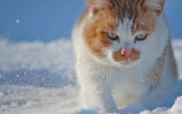 Картинка животные коты