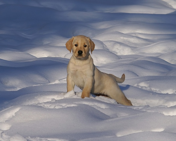 Обои картинки фото животные, собаки