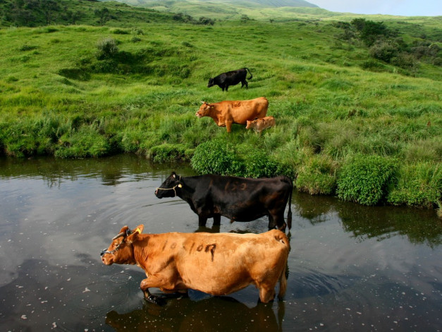 Обои картинки фото животные, коровы, буйволы