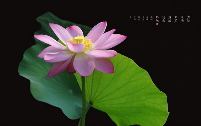 Обои картинки фото цветы, лотосы