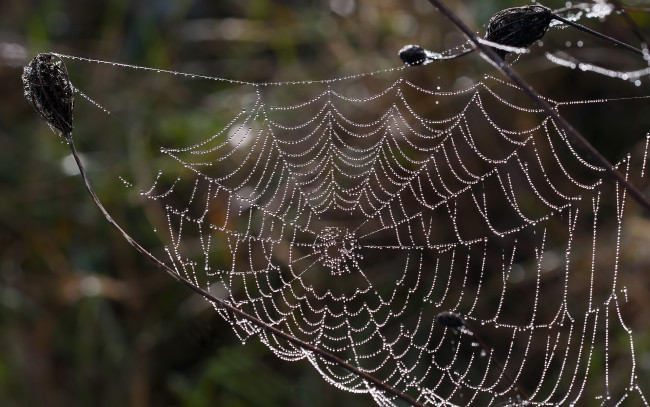 Обои картинки фото природа, макро