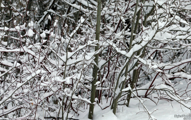 Обои картинки фото природа, зима