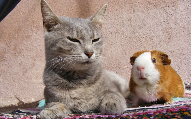 Обои картинки фото животные, разные, вместе