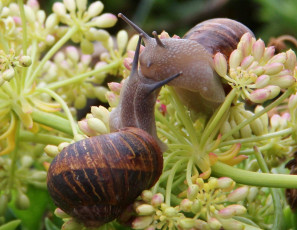 Картинка авт smile животные улитки макро поцелуй