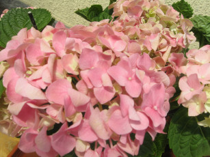 Картинка автор varvarra цветы гортензия нежные