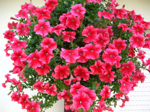 Картинка автор varvarra цветы петунии калибрахоа яркие