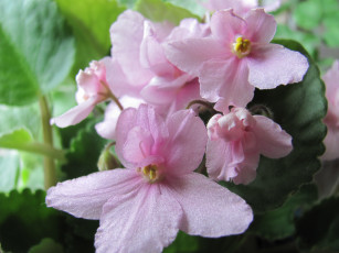 Картинка цветы фиалки розовые нежные