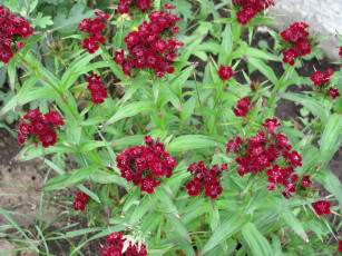 Картинка цветы гвоздики красные