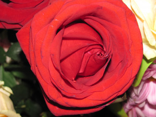 Картинка цветы розы красная