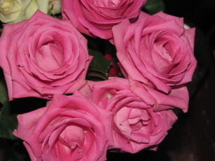 Картинка цветы розы розовые