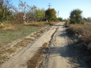 Картинка природа дороги кот деревня кошка