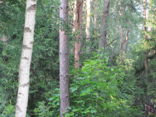 Картинка природа лес ели клен сосны