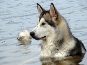Картинка животные собаки лайка хаски собака