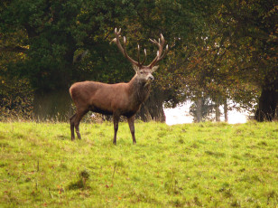 Картинка животные олени взгляд трава
