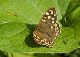 Картинка животные бабочки лист