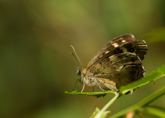 Картинка животные бабочки зелёный фон