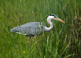 Картинка животные цапли трава