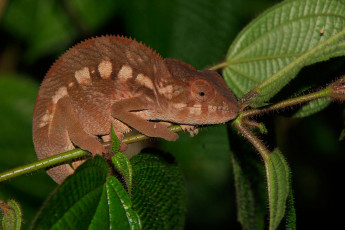 обоя животные, хамелеоны, ветка, листья