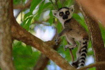 Картинка животные лемуры ветки дерево зверек