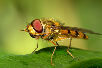 Картинка животные пчелы осы шмели макро