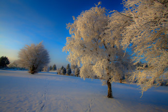 Картинка природа зима снег деревья