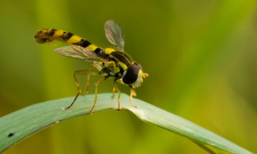 Картинка животные насекомые листочек
