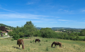 Картинка животные лошади луг деревья небо дома