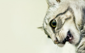 Картинка животные коты кот кошка