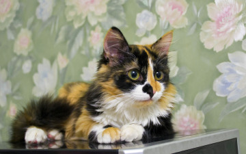 Картинка животные коты рыжие пятна