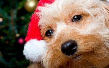 Картинка животные собаки морда пёс