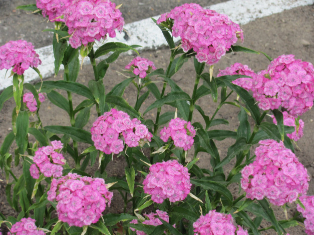 Обои картинки фото цветы, гвоздики, розовые