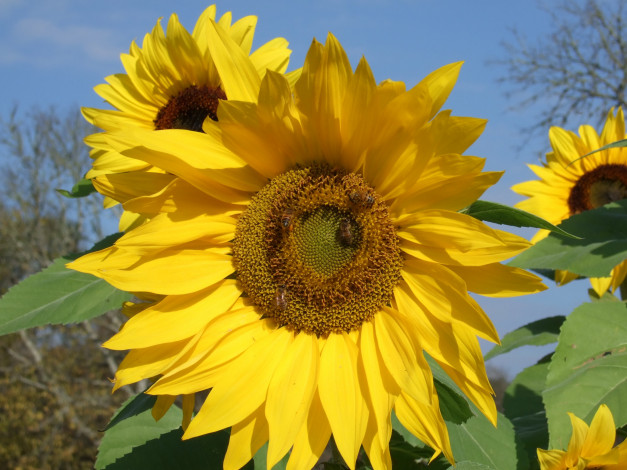 Обои картинки фото цветы, подсолнухи, листья, небо