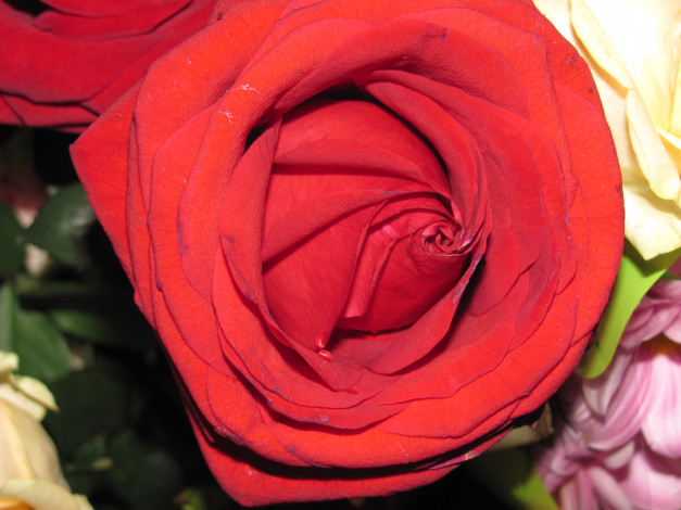 Обои картинки фото цветы, розы, красная