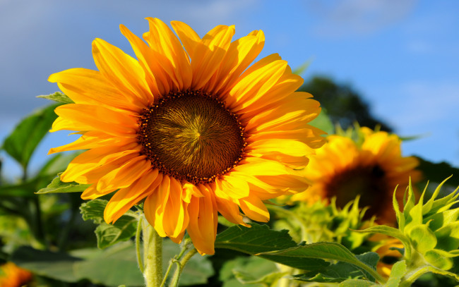 Обои картинки фото цветы, подсолнухи, лепестки