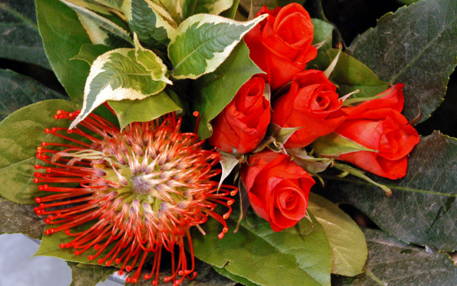 Обои картинки фото цветы, разные, вместе, зеленые, алые