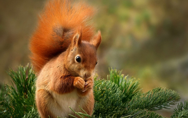 Обои картинки фото животные, белки, белка