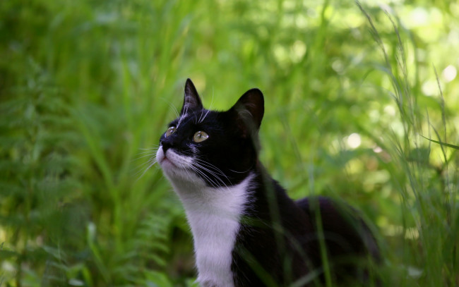 Обои картинки фото животные, коты, трава, кот, кошка