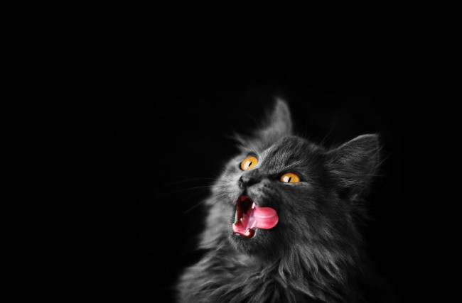 Обои картинки фото животные, коты, кот, кошка, язык