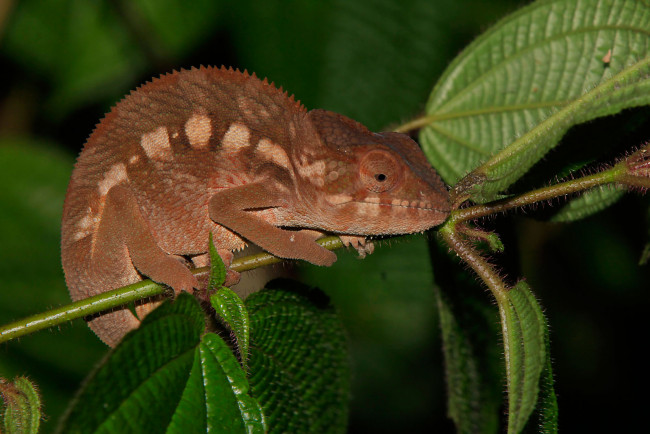 Обои картинки фото животные, хамелеоны, ветка, листья