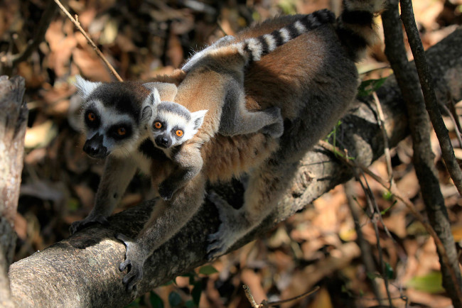 Обои картинки фото животные, лемуры, ветка, самка, детеныш