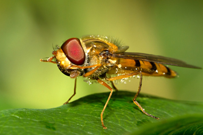 Обои картинки фото животные, пчелы, осы, шмели, макро