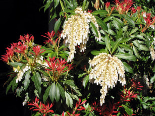 Картинка цветы цветущие+деревья+ +кустарники красный белый куст