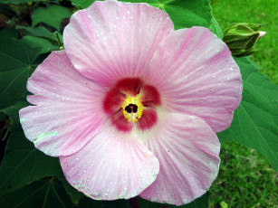 Картинка цветы гибискусы макро