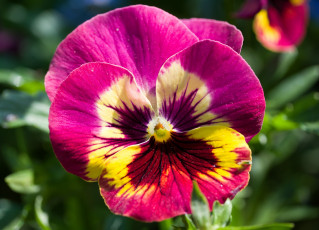 Картинка цветы анютины+глазки+ садовые+фиалки яркий