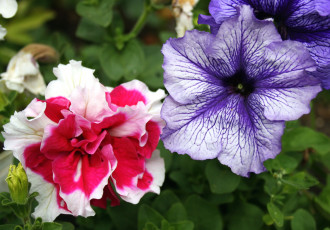 Картинка цветы петунии +калибрахоа макро