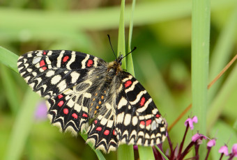 Картинка животные бабочки бабочка