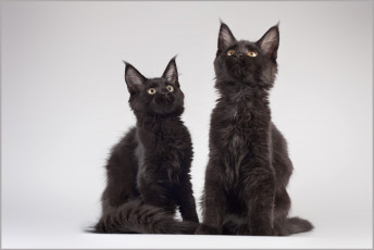 Картинка животные коты парочка