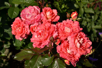 Картинка цветы розы куст