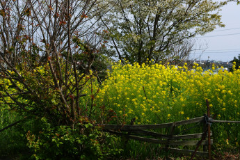 Картинка природа луга луг кусты трава цветы