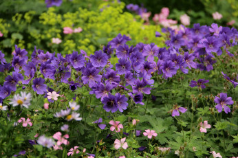 Картинка цветы герань сиреневый